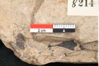 Foto (Detailansicht) von Callitris brongniartii Endl. (NHMW-GEO-2024-0188-8214)